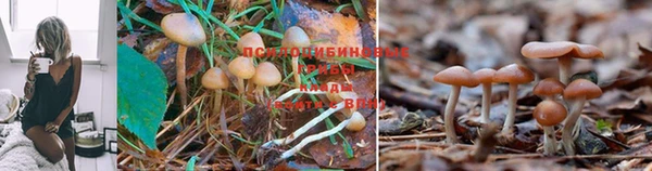 MDMA Кодинск
